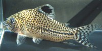 CORYDORAS LEOPARDUS - LEOPARDO